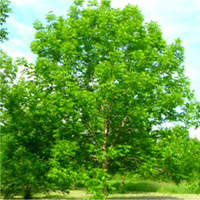 Blue ash tree