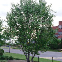 arbre : Charme de Caroline arbre