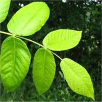 Butternut leaf