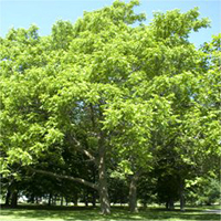 Butternut tree