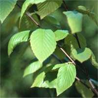 Cherry Birch leaf