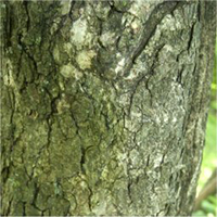 Common Hoptree bark