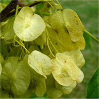 Common Hoptree fruit