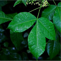 Common Hoptree leaf
