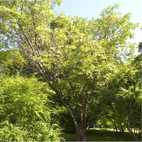 arbre : Ptéléa trifolié arbre