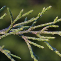 Eastern Redcedar leaf