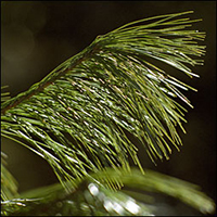 Eastern White Pine leaf