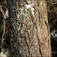 Eastern Hemlock bark