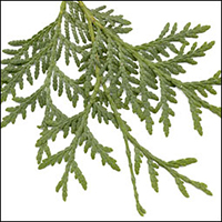 Eastern White Cedar leaf