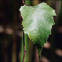 Gray Birch leaf