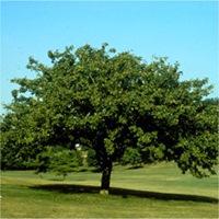Hawthorns tree