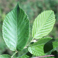 Ironwood leaf