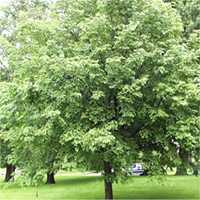 Ironwood tree