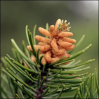 jack pine tree