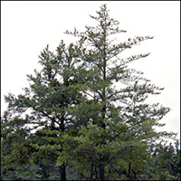 arbre : Pin gris arbre