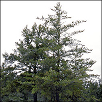 jack pine tree