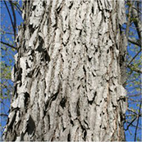 kentucky coffee tree bark