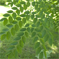 Kentucky Coffeetree leaf