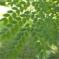 kentucky coffee tree bark