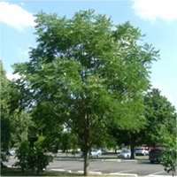Kentucky Coffeetree tree