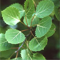 Largetooth Aspen leaf