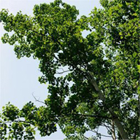 Largetooth Aspen tree