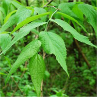 Northern Hackberry leaf
