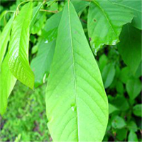Pawpaw leaf