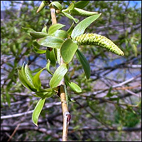 Peachleaf Willow catkin