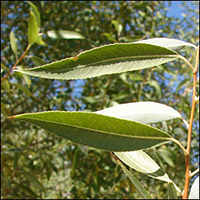 Peachleaf Willow leaf