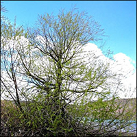 arbre : Saule à feuilles de pêcher arbre
