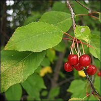 feuille et fruite : Cerisier de Pennsylvanie
