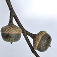 Pin Oak acorn