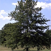 Pin Oak tree