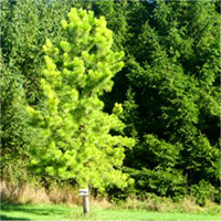 Pitch Pine tree