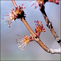 Red Maple buds