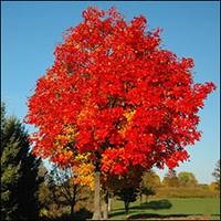 red maple tree types