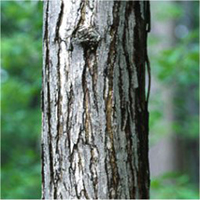 Red Mulberry bark