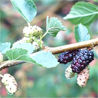 Red Mulberry fruit