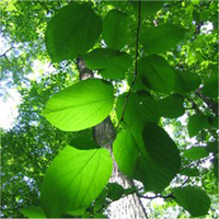 Red Mulberry leaf