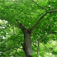 arbre : Mûrier rouge arbre