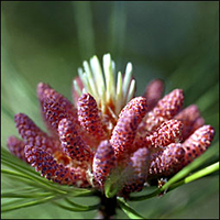 Red Pine pollen cones