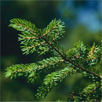 Red Spruce leaf(needles)