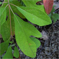 Sassafras leaf