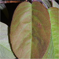 Serviceberries leaf