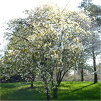 Serviceberries | ontario.ca