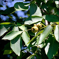 Shagbark Hickory leaf