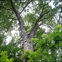 Shagbark Hickory tree
