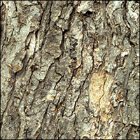 Silver Maple bark