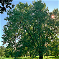 Silver Maple tree